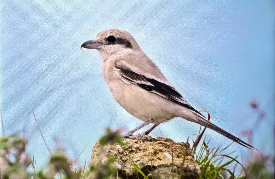 Afrika'dan Antalya'ya: 3 Günde 103 Kuş Türü Kaydedildi 4